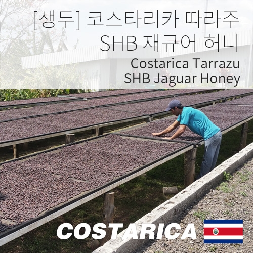 [생두] 코스타리카 따라주 SHB 재규어 허니 1kg (Costarica Tarrazu SHB Jaguar Honey)