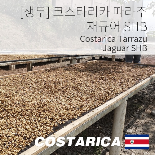 [생두] 코스타리카 따라주 재규어 SHB 1kg (Costarica Tarrazu jaguar SHB)